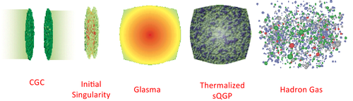 Stages of a heavy ion collision